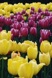 tulipany wiosna3.jpg